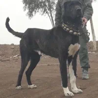 سگ خراسان افغان