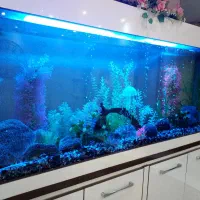 آکواریوم|ماهی|محمدیه-قزوین, |دیوار