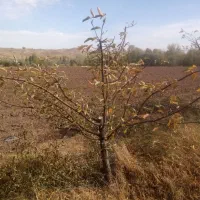 هرس|خدمات باغبانی و درختکاری|سراب, |دیوار