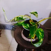 زیبا وسرحال|گل و گیاه طبیعی|سرپل ذهاب, |دیوار