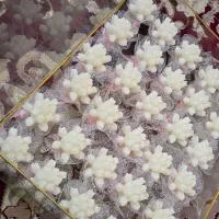 گیفت نامزدی، عقد و عروسی|خدمات پذیرایی، مراسم|اسلام‌شهر, شهرک مهدیه|دیوار