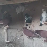 کفتر یا کبوتر