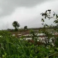 فروش شالیزاردرکیلان شهر پره سر تالش|فروش دفتر صنعتی، کشاورزی، تجاری|پره‌سر, |دیوار