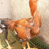 مرغ و خروس لاری و برهما اصل و نسلدار|حیوانات مزرعه|مشهد, شهید بهشتی|دیوار