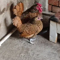 چاپنیز و سیبرایت اصیل