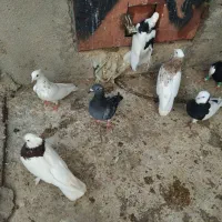 طوقی سیاه|پرنده|گالیکش, |دیوار