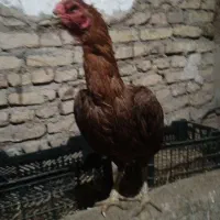 مرغ لاری اصیل نسل قدیم|حیوانات مزرعه|سراب, |دیوار