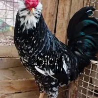 مرغ وخروس گلین