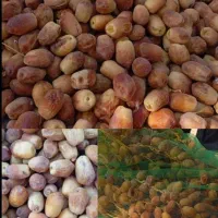 قصبک تازه اعلا