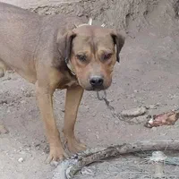 سگ پیتپول
