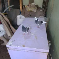 چندجفت شازده تهرانی