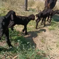 میش هترو|حیوانات مزرعه|ملایر, |دیوار