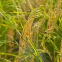 برنج طارم هاشمی عطری درجه فریدونکنار|عمده‌فروشی|لواسان, |دیوار