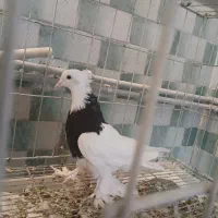 کبوتر طوقی کاکلی پاپر