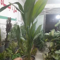 گیاه گلدان چی میخوای تعویض با انواع کاغذیجات باطله|گل و گیاه طبیعی|مشهد, شفا|دیوار