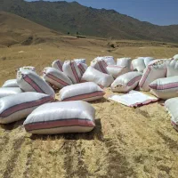 کاه دیم  کردستان
