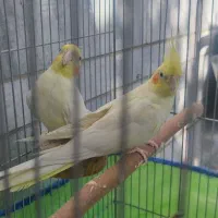 عروس هلندی چشم شرابی