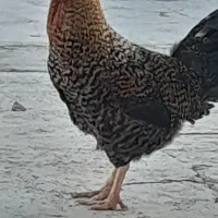 خروس|حیوانات مزرعه|فلارد, |دیوار