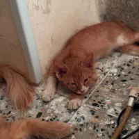 گربه
