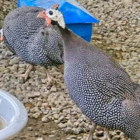 مرغ شاخدار
