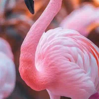 خرید و فروش انواع غاز و قوغاز|حیوانات مزرعه|اصفهان, رهنان|دیوار