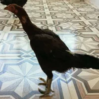 ۳ عدد مرغ لاری دونگ بالا