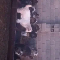 بز ترکی بختیاری