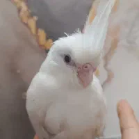 جوجه عروس هلندی آلبینو 37روزه