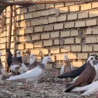 رنگی کفتر|پرنده|یزد, |دیوار