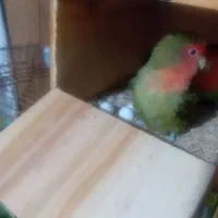 طوطی ملنگو و طوطی برزیلی و قفس و پایه