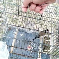 سهره مست. جفت خور