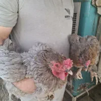 مرغ و خروس و جوجه برهما امپراطور اصل|حیوانات مزرعه|تهران, خانی آباد نو شمالی|دیوار