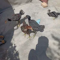 سلام دوستان چهار جوجه لاری