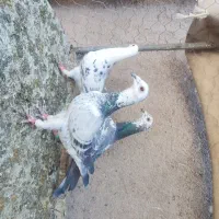 فروش کبوتر المانی موقعیت کاشمر