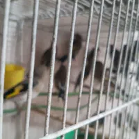 فروش سهره|پرنده|رشت, منظریه|دیوار