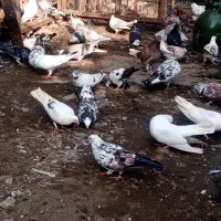 کبوتر پروازی|پرنده|چابکسر, |دیوار