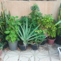 گل و گیاه آپارتمانی|گل و گیاه طبیعی|سبزوار, زینبیه|دیوار