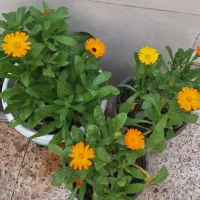 گلهای فصلی زیبا|گل و گیاه طبیعی|مسجد سلیمان, |دیوار