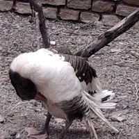 قو گاز