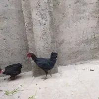 سلام یک عددخروس خالص سیاه چهل تاج|حیوانات مزرعه|شاهین دژ, |دیوار