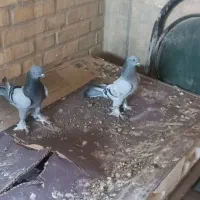 تعدادی ساده پاپر برچباز