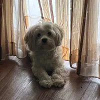 سگ پاکوتاه|سگ|تالش, هشتپر|دیوار