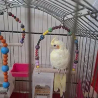 پرنده عروس هلندی سخنگو