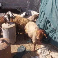 بره های چاق|حیوانات مزرعه|پاکدشت, پاکدشت (مامازند)|دیوار