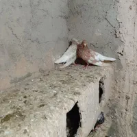 کبوتر جفتگاه