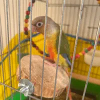 طوطی گرینچک۲ماه