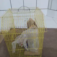 قفس پرنده ومتعلقات