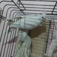 یک جفت عروس هلندی آلبینو|پرنده|فردیس, فردیس|دیوار