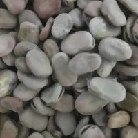 باقله بزری شاخ بزی درجه یک یک