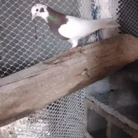 کبوتر طوقی|حیوانات|میاندوآب, |دیوار